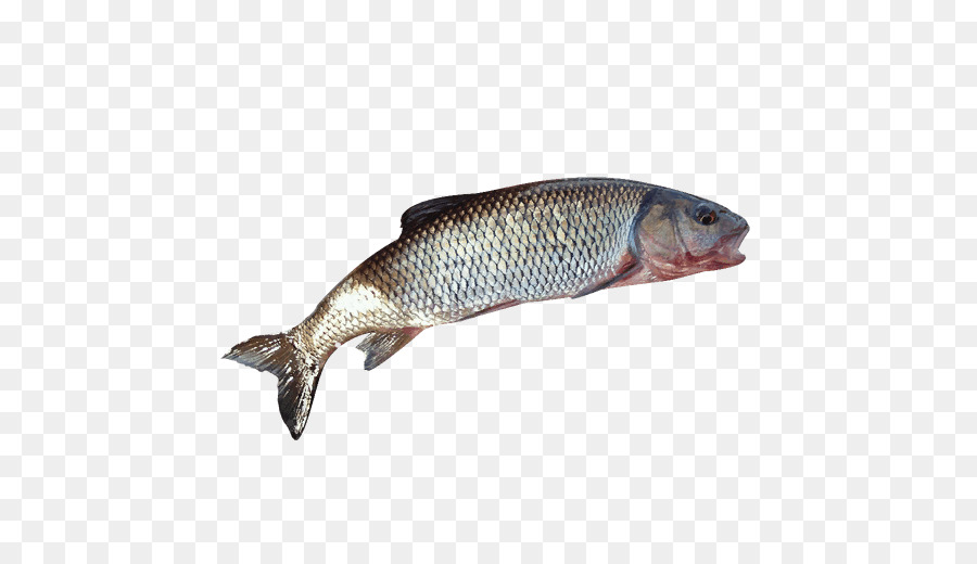 Somon，Balık ürünleri PNG