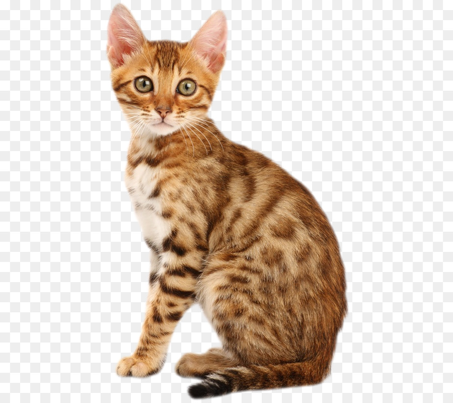 Bengal Kedi，Farsça Kedi PNG