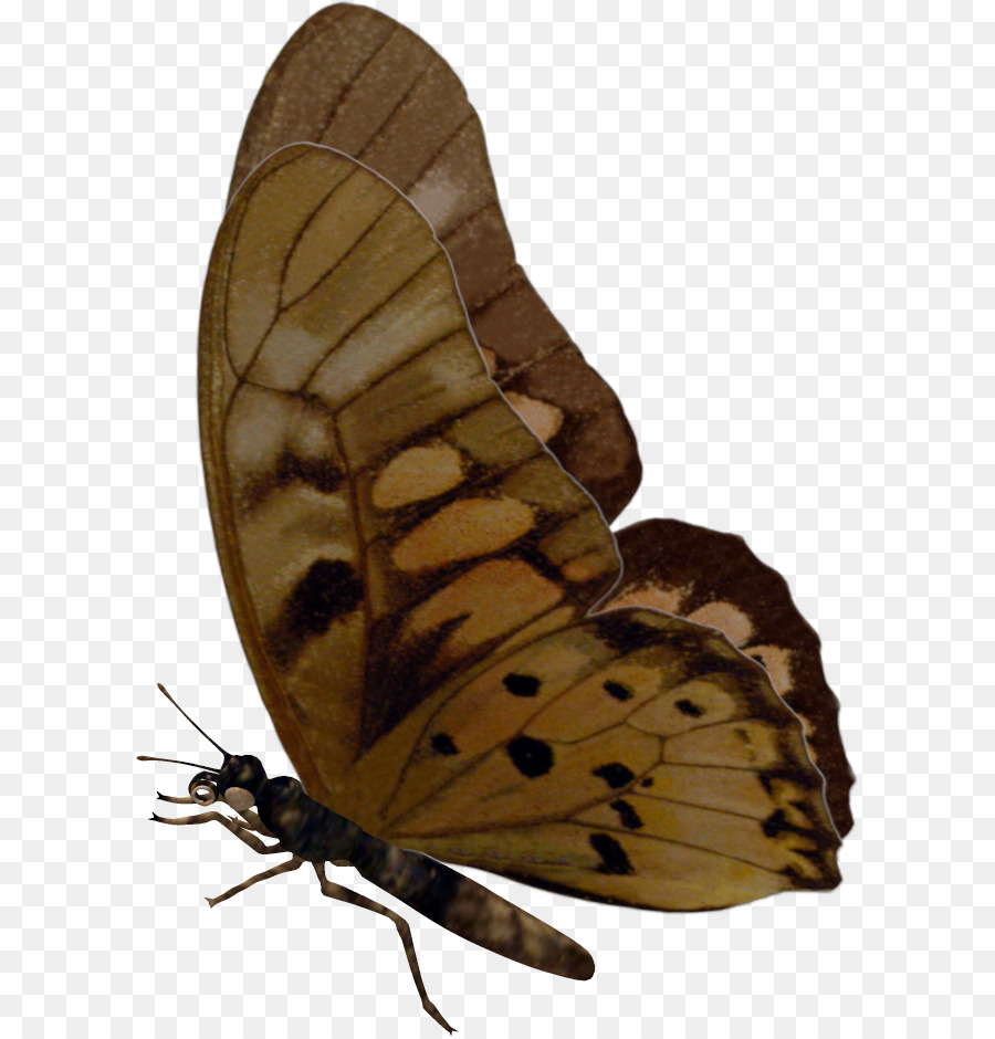 Brushfooted Kelebekler，Güve PNG