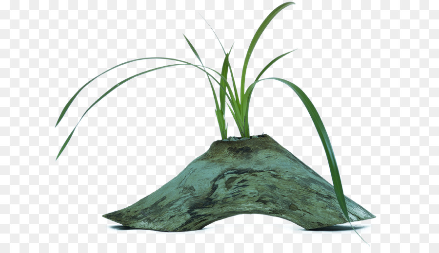 Hava Santrali，Tillandsia PNG