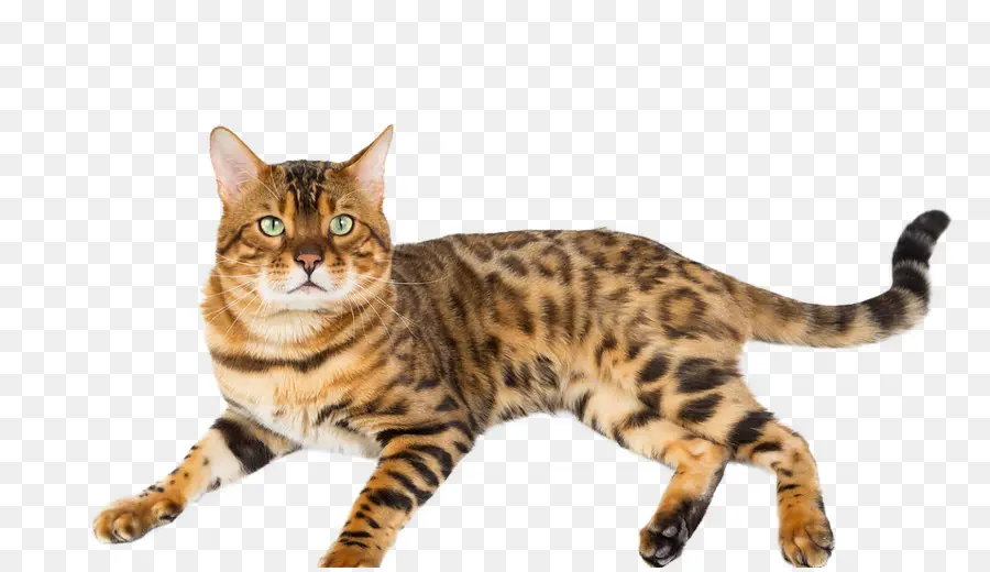 Bengal Kedisi，Kedi PNG