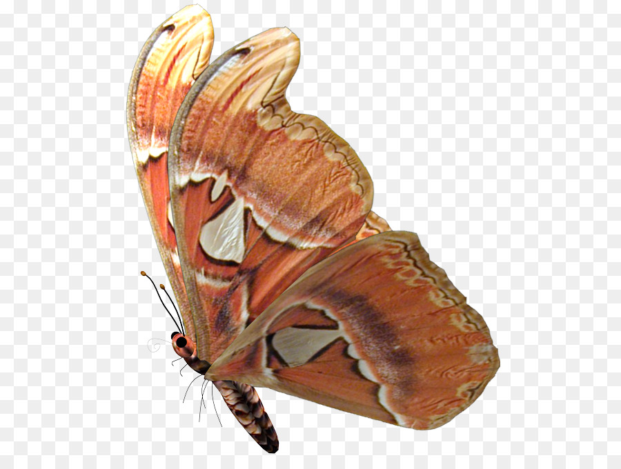 Kelebek，Haftanın Günleri Adları PNG