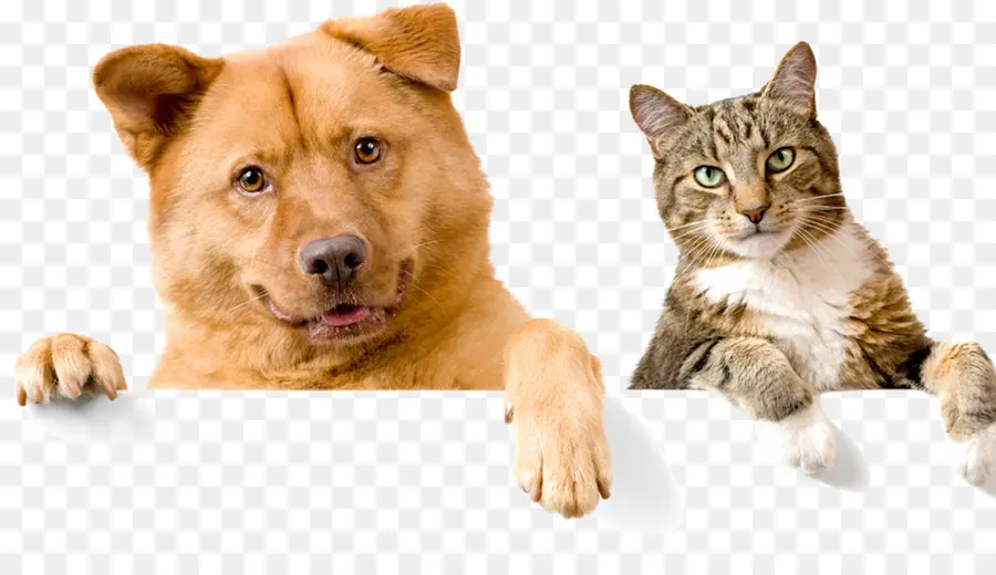 Köpek Ve Kedi，Evcil Hayvanlar PNG