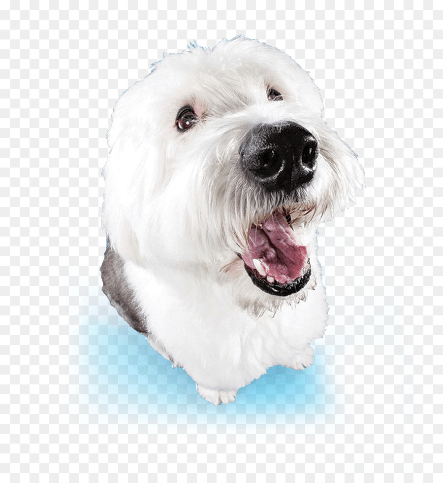 Malta Köpek，Pointer Köpek PNG