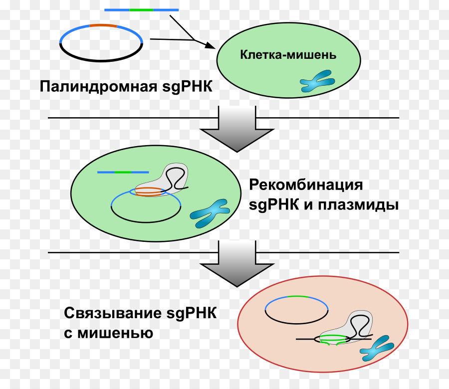 Crispr，Teknoloji PNG