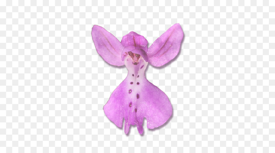 Güve Orkide，Pembe M PNG