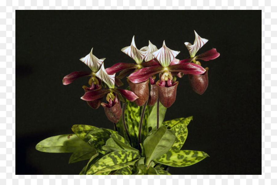 Parlak Phalaenopsis，Paphiopedilum Sukhakuii PNG