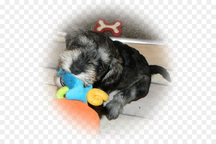 Minyatür Schnauzer，Schnoodle PNG