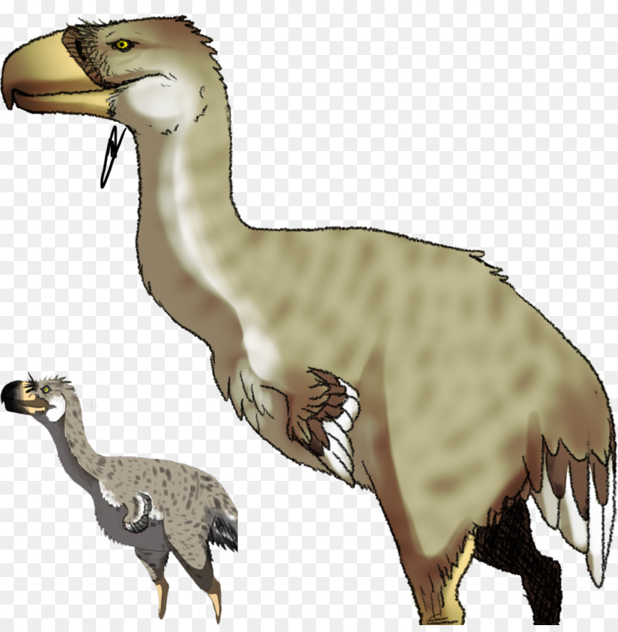 Velociraptor，Kuş PNG