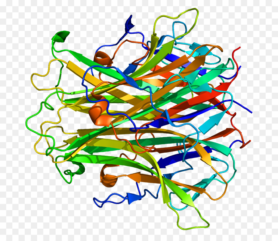 Protein Yapısı，Molekül PNG