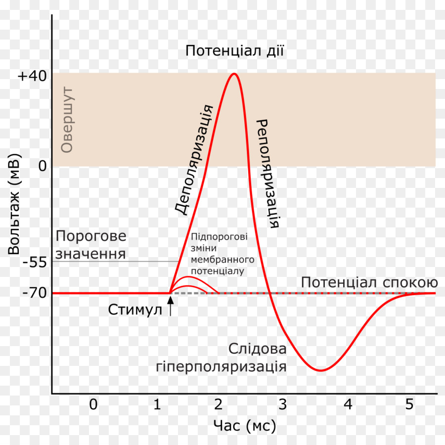 Aksiyon Potansiyeli Grafiği，Biyoloji PNG