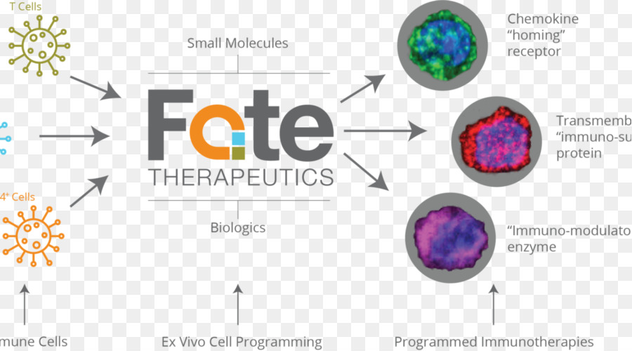 Hücre，Kader Therapeutics PNG