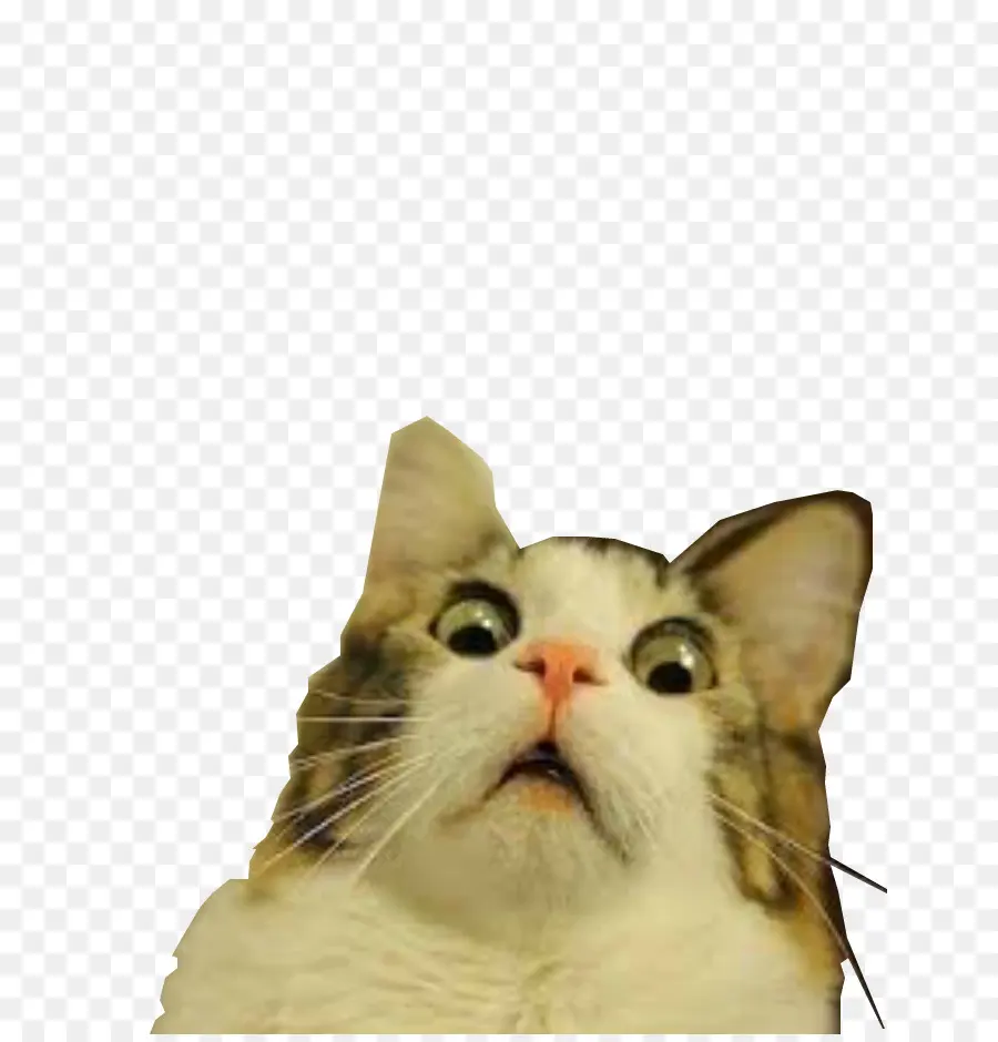 şaşırmış Kedi，Kedi PNG