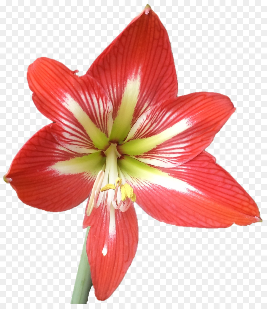 Amaryllis，Jersey Zambak PNG