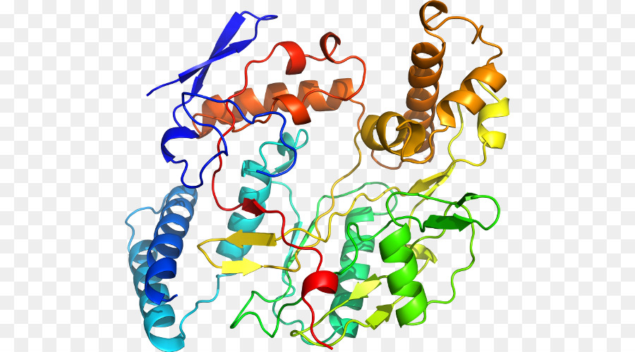 Protein Yapısı，Molekül PNG