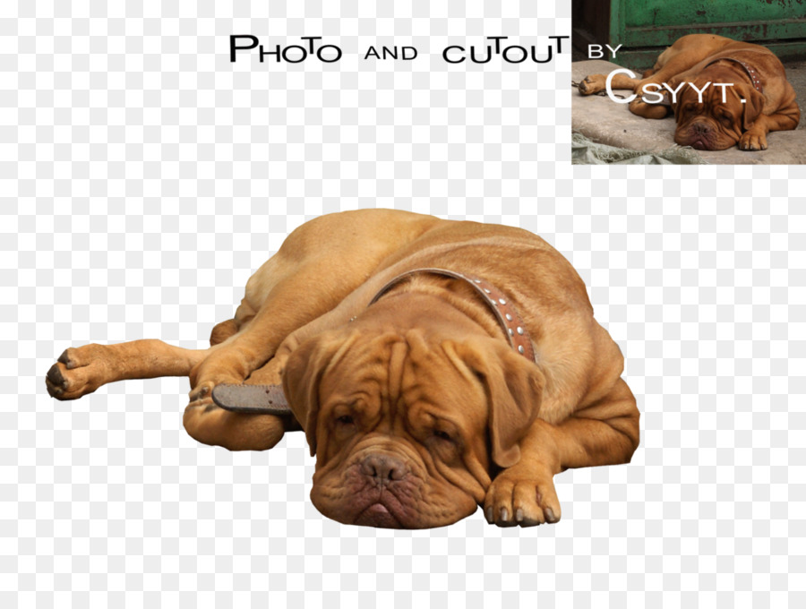 Dogue De Bordeaux，Köpek ırkı PNG