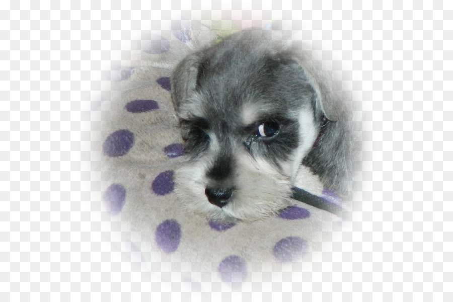 Minyatür Schnauzer，Schnoodle PNG