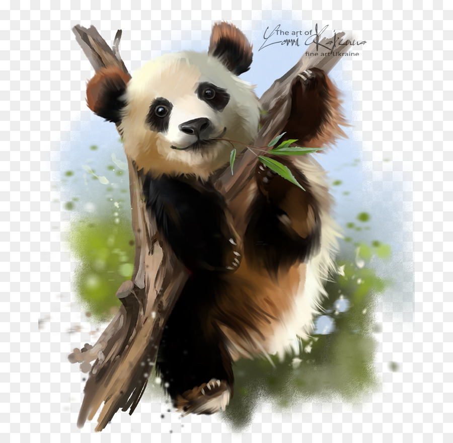 Dev Panda，Kağıt PNG