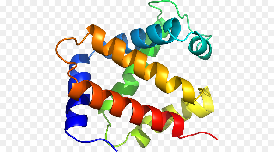 Protein Yapısı，Molekül PNG