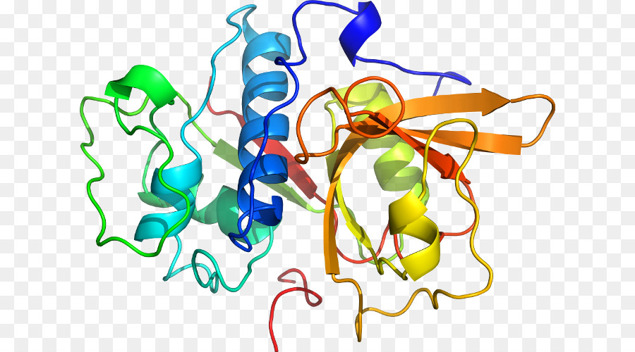 Protein Yapısı，Molekül PNG