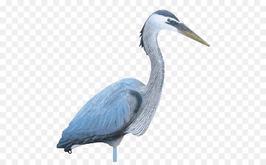 Kuş，Büyük Mavi Balıkçıl PNG