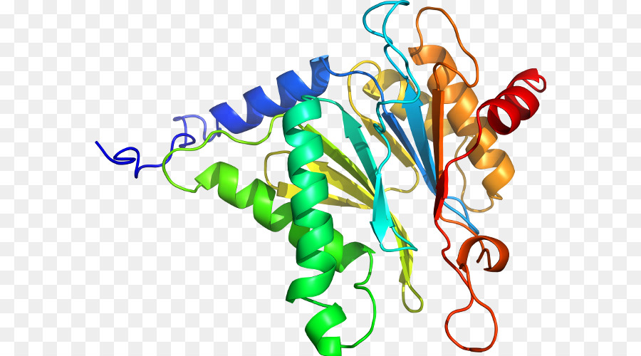 Protein Yapısı，Molekül PNG