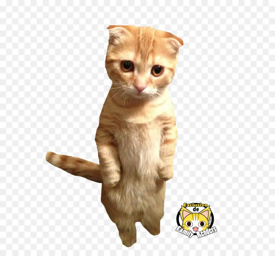 Ayakta Kedi，Kedi PNG