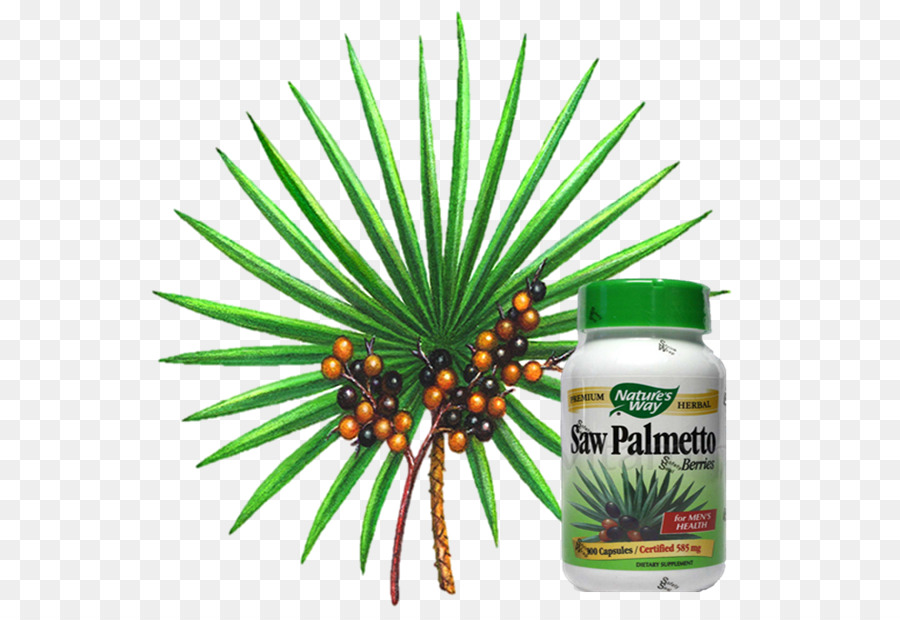 Saw Palmetto Takviyesi，Sağlık PNG