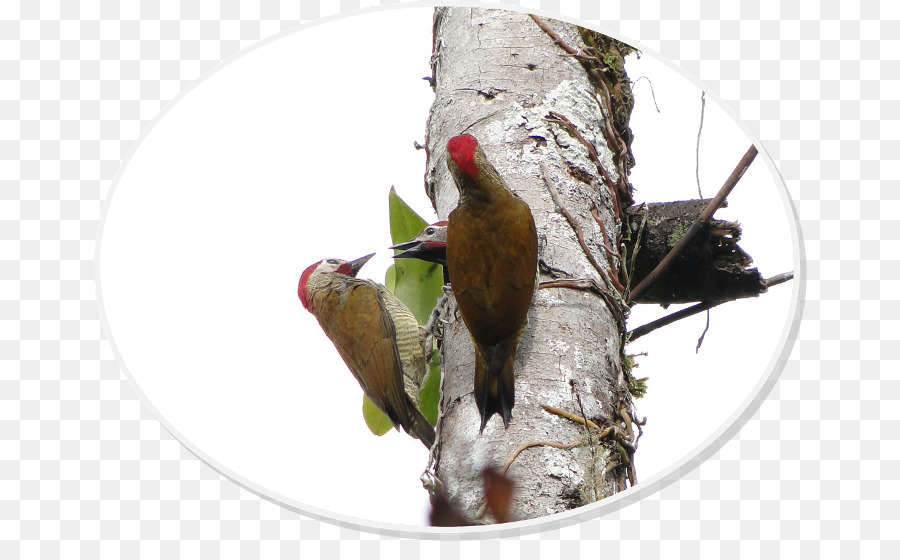 Ağaçkakan，Papağan PNG