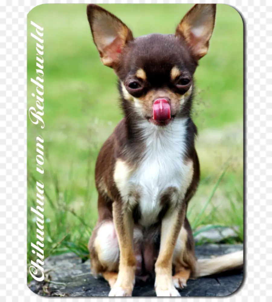 Chihuahua，Köpek PNG