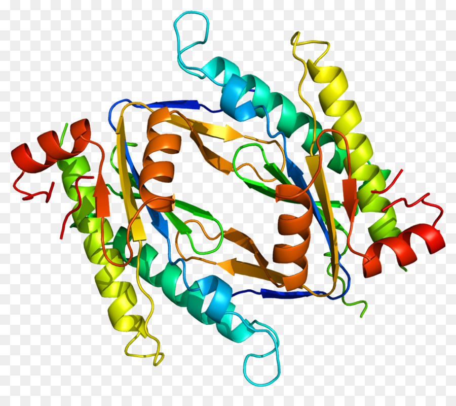 Protein Yapısı，Molekül PNG