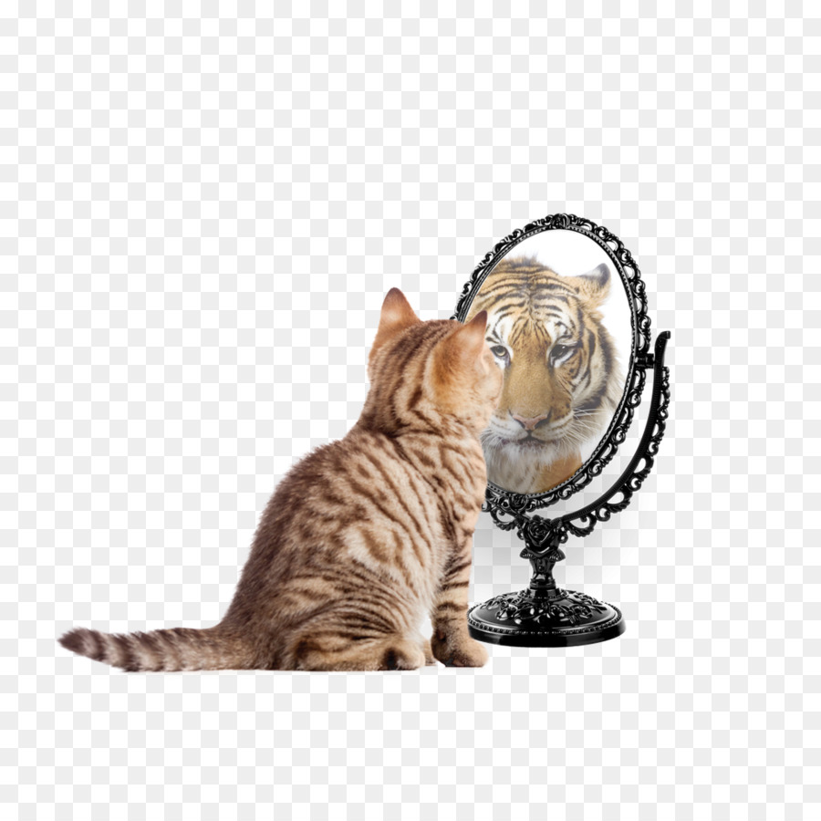 Kedi，Farsça Kedi PNG