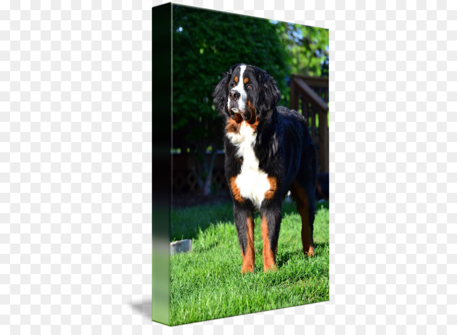 Bernese Dağ Köpeği，Köpek PNG