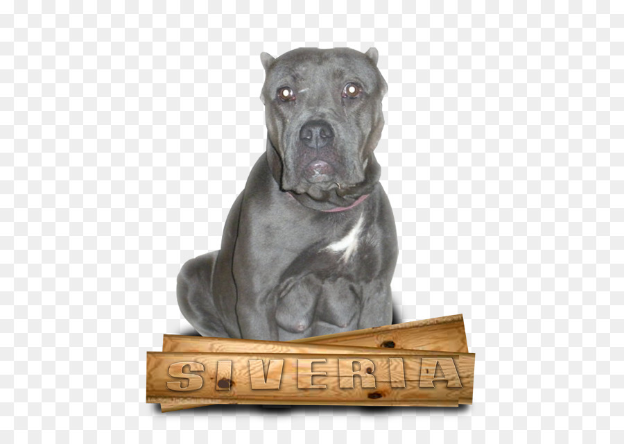 Cane Corso，Amerikan Pit Bull Terrier PNG