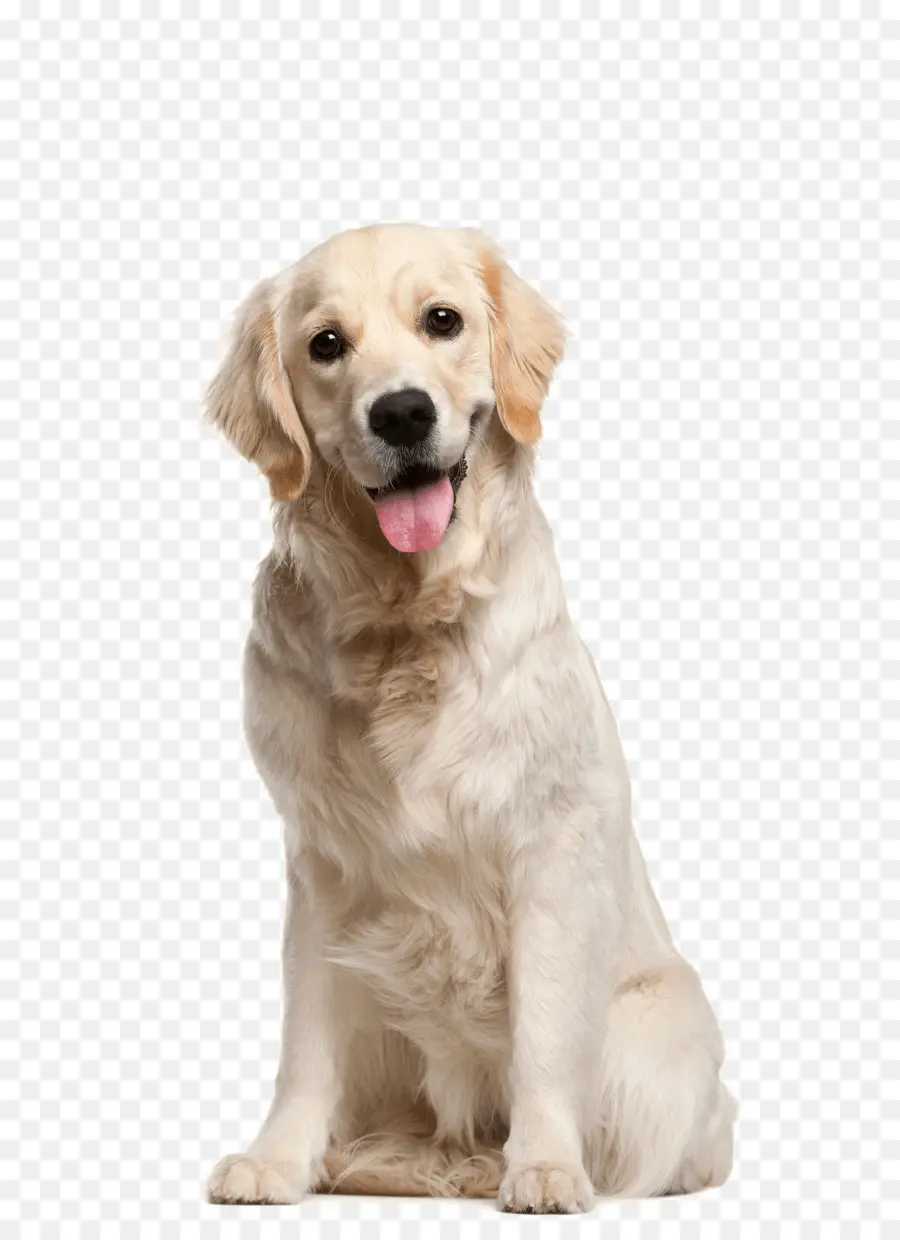 Golden Retriever，Köpek PNG