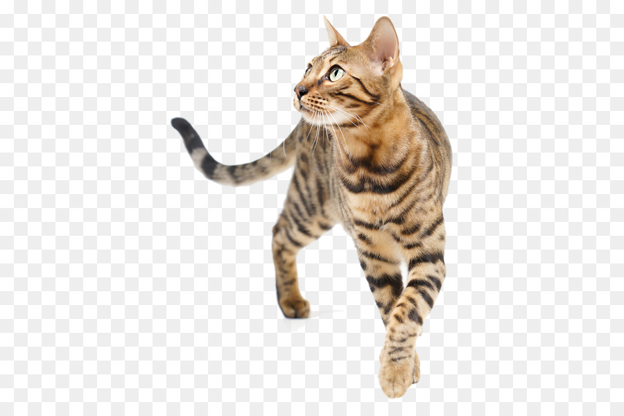 Kedi，Evcil Hayvan PNG