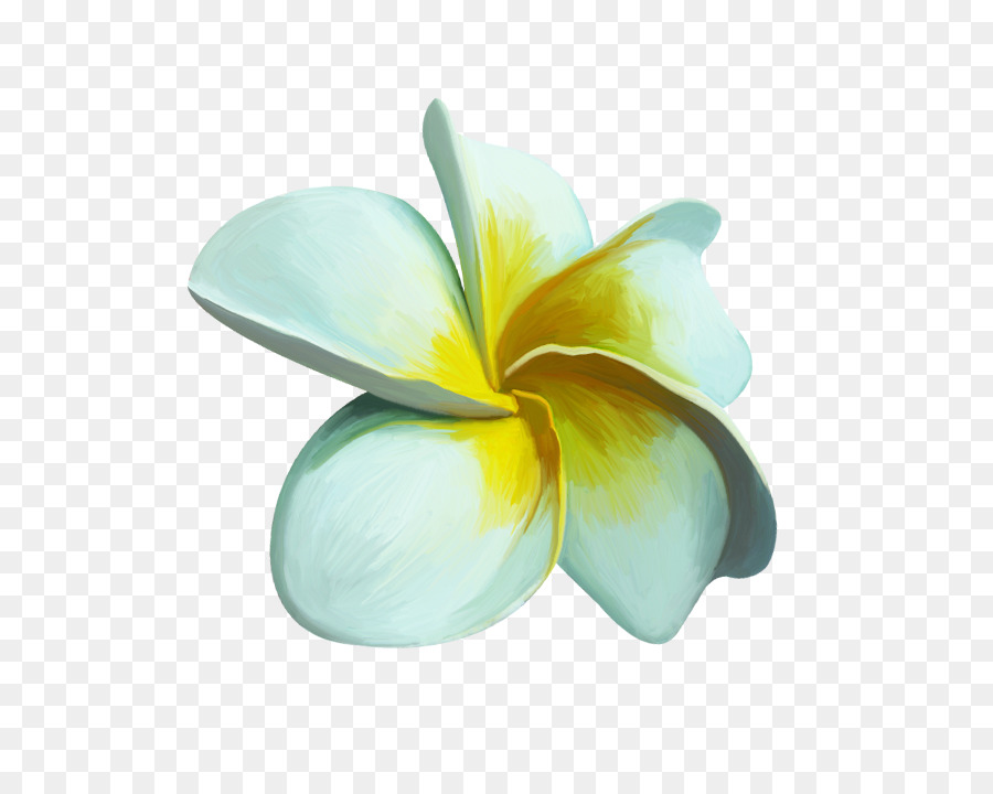 Plumeria'nın çiçekleri，Çiçeği PNG