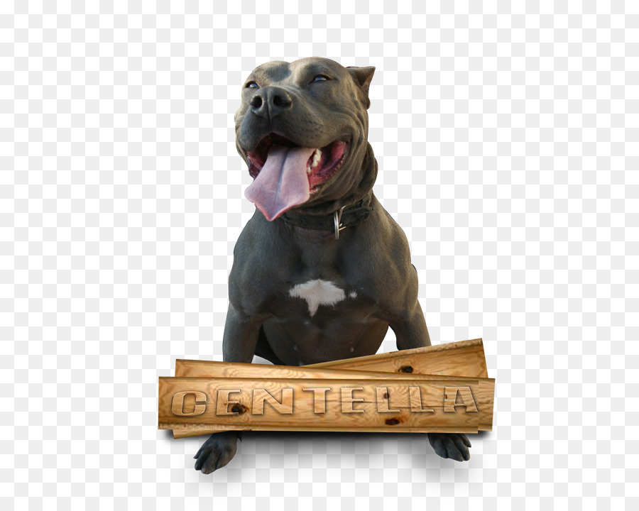 Köpek ırkı，Amerikan Pit Bull Terrier PNG