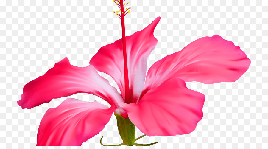 çiçek，Shoeblackplant PNG