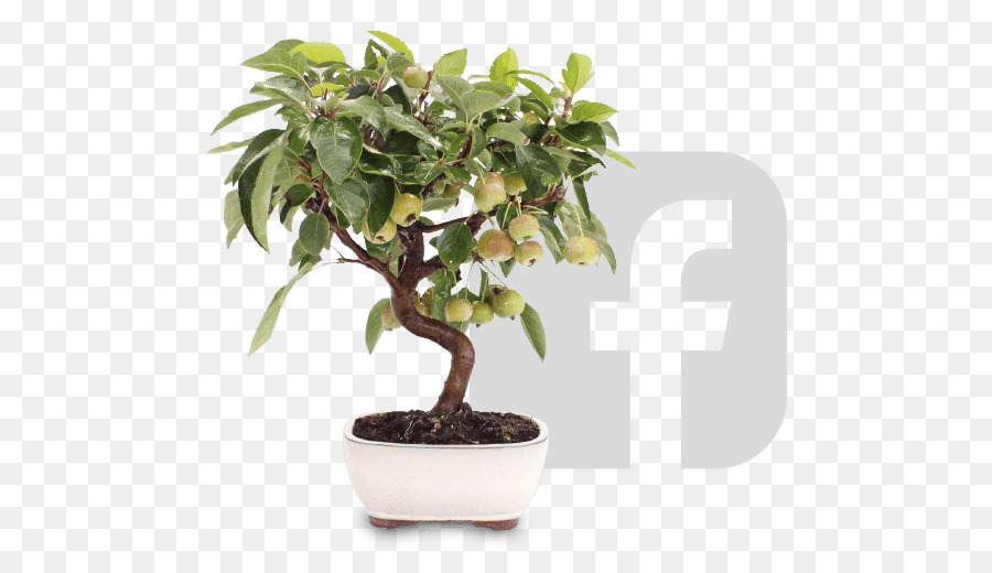 Bonsai Ağacı，Saksı PNG