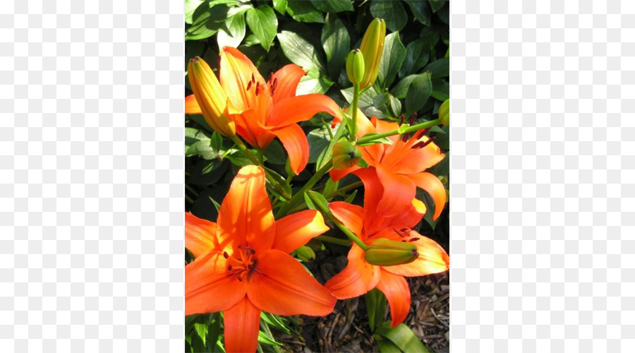 Amaryllis，Kesme çiçekler PNG
