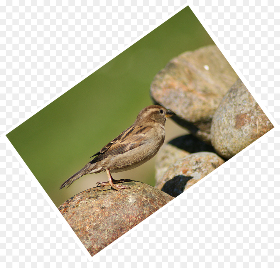 Çalıkuşu，Fauna PNG