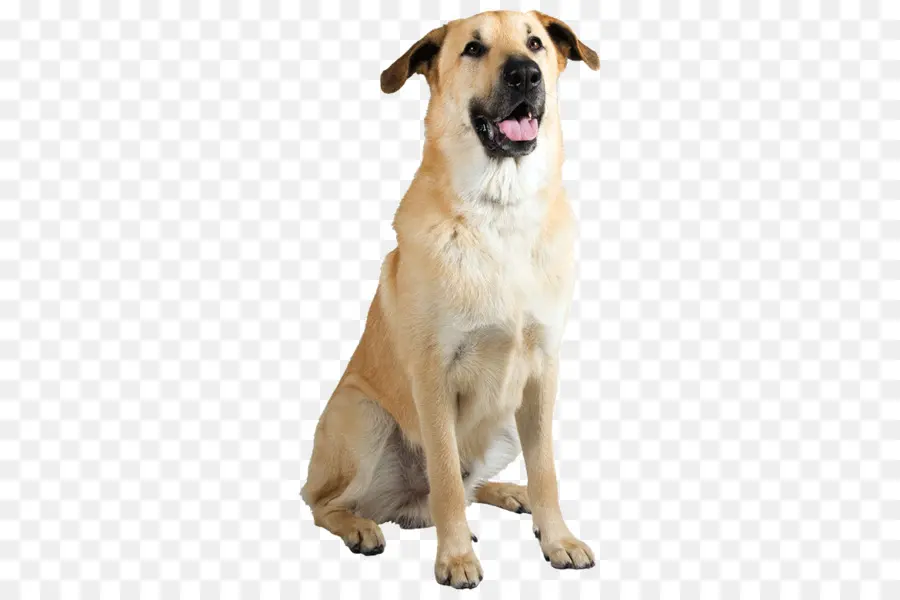 Beyaz Köpek，Oturma PNG