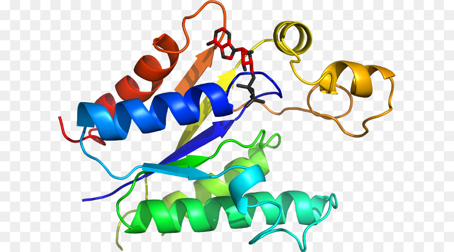 Protein Yapısı，Molekül PNG