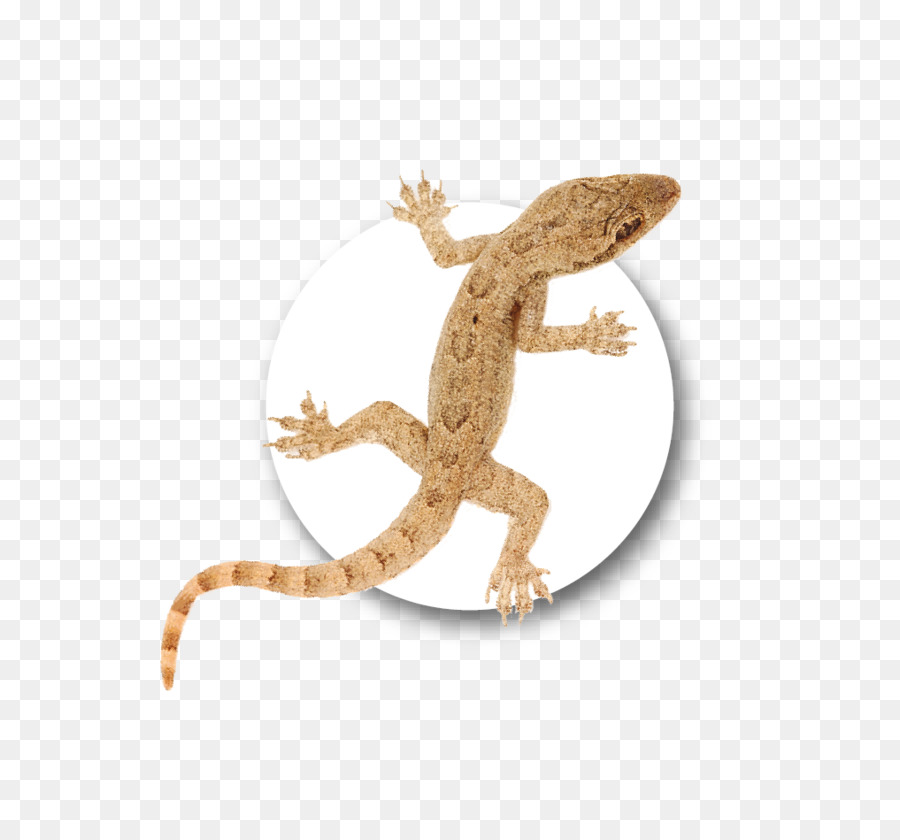 Geko，Fauna PNG