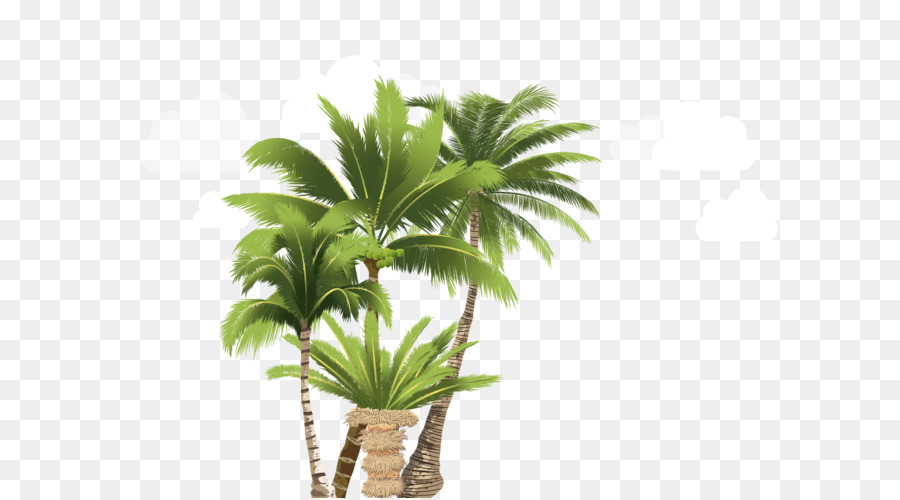 Arecaceae，Saksı PNG