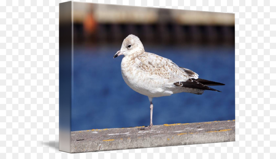 Büyük Blackbacked Gull，Avrupa Ringa Martı PNG