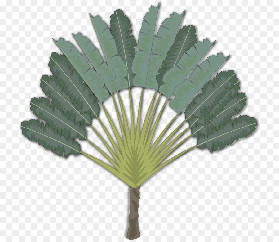 Arecaceae，Bilgisayar Simgeleri PNG