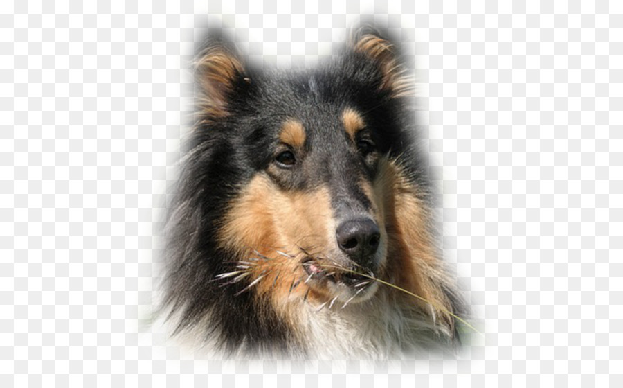 Kaba Collie，İngiliz çoban Köpeği PNG