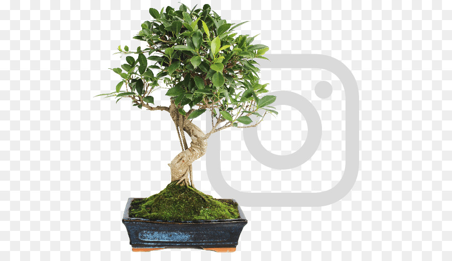 Bonsai Ağacı，Minyatür PNG